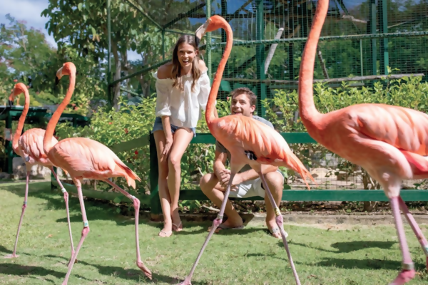 Pretty in Pink: Where to Meet the National Bird of the Bahamas